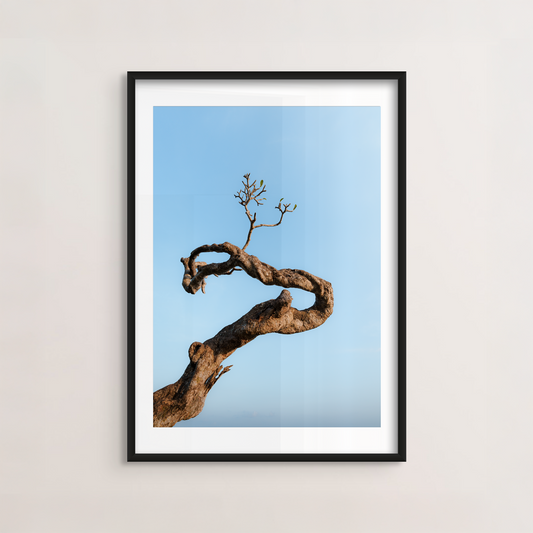 Ancient Tree