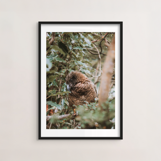 Kea