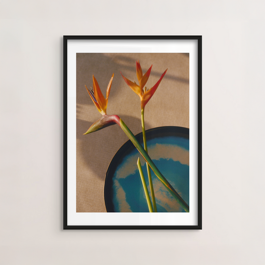 Bird of Paradise II