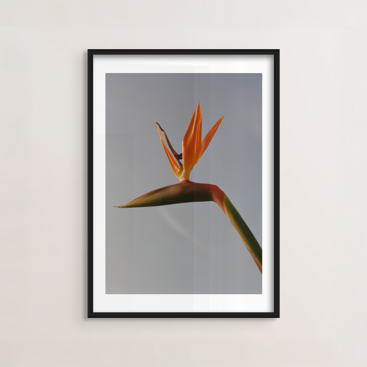 Bird of Paradise I