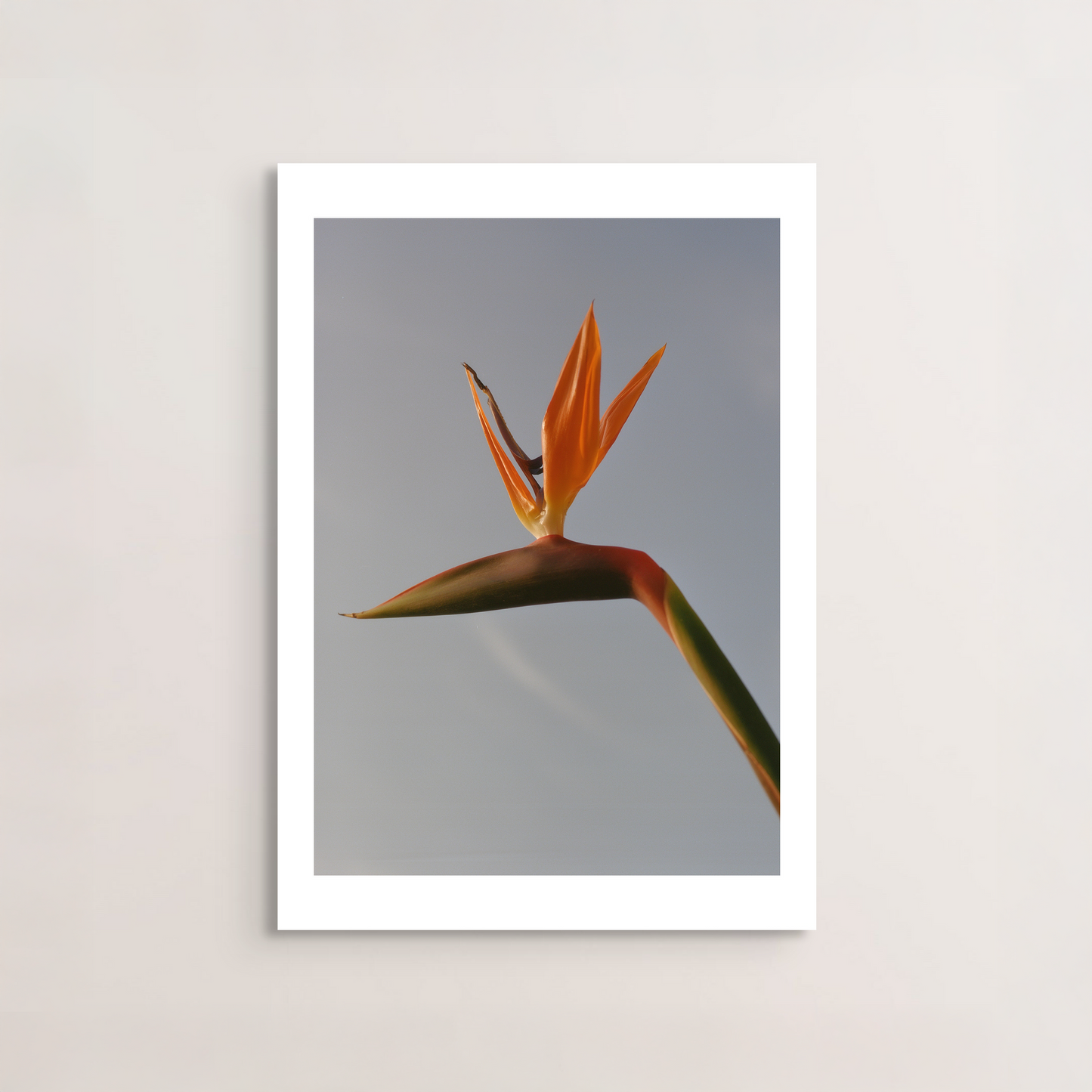 Bird of Paradise I