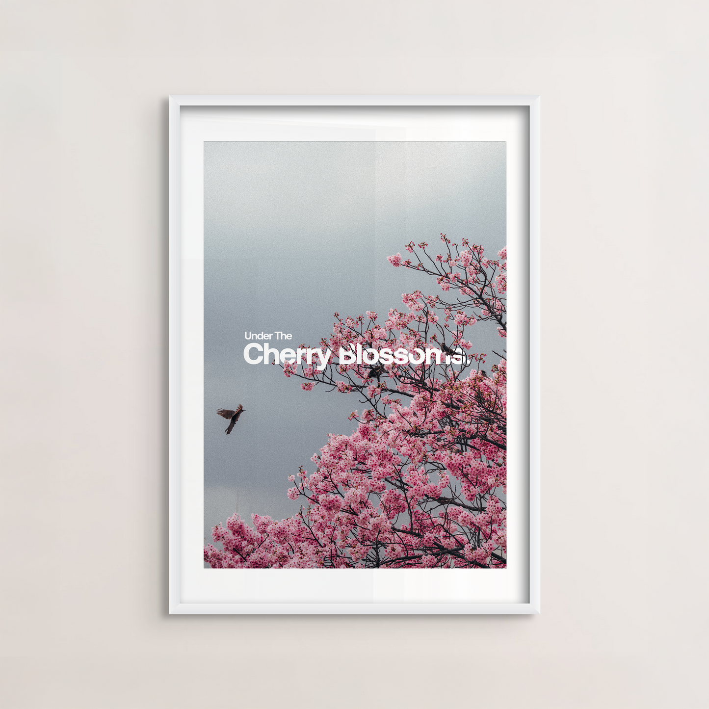 Cherry Blossoms Poster