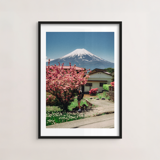 Fuji Cherry Blossom