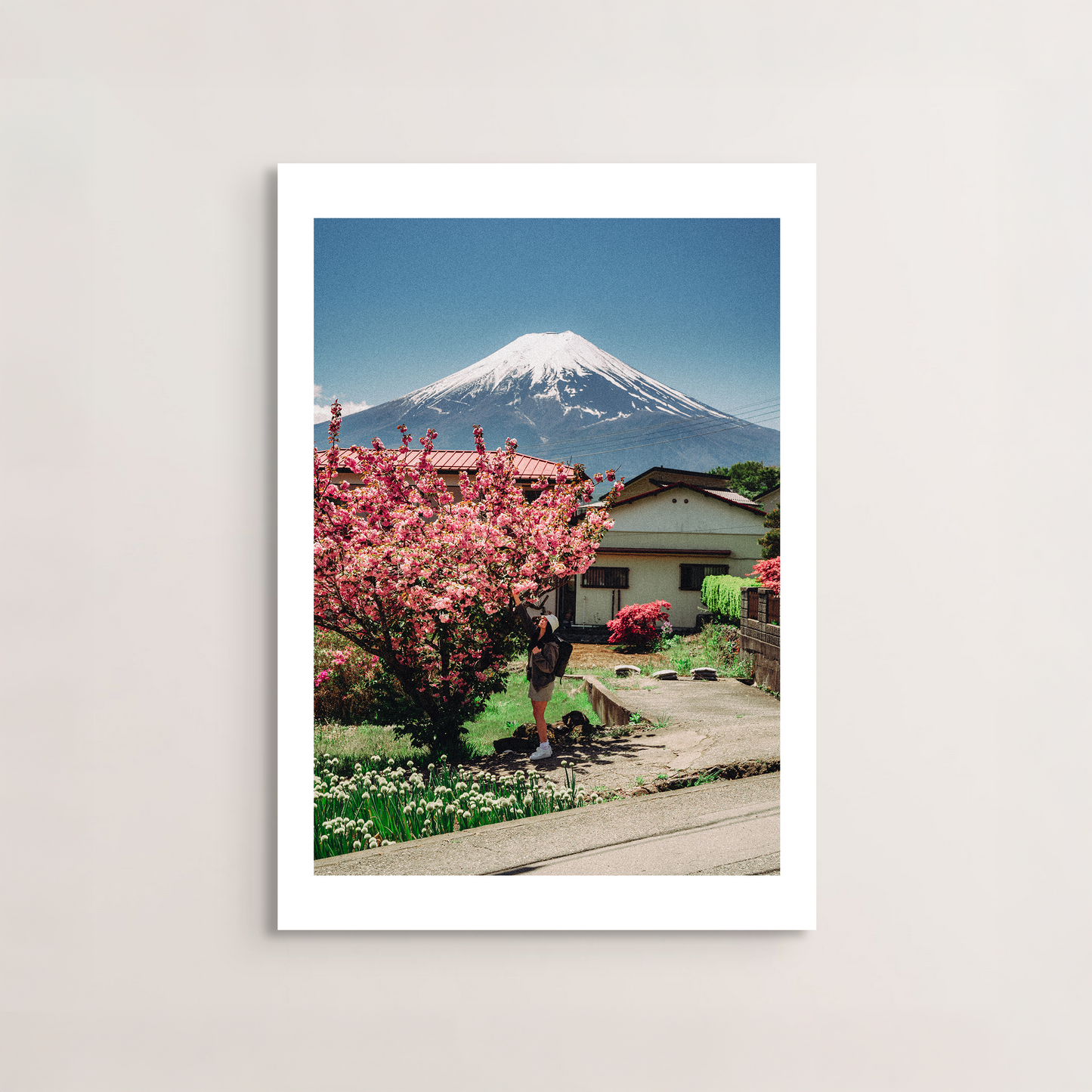 Fuji Cherry Blossom