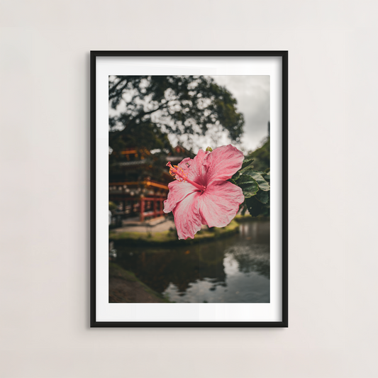 Hibiscus