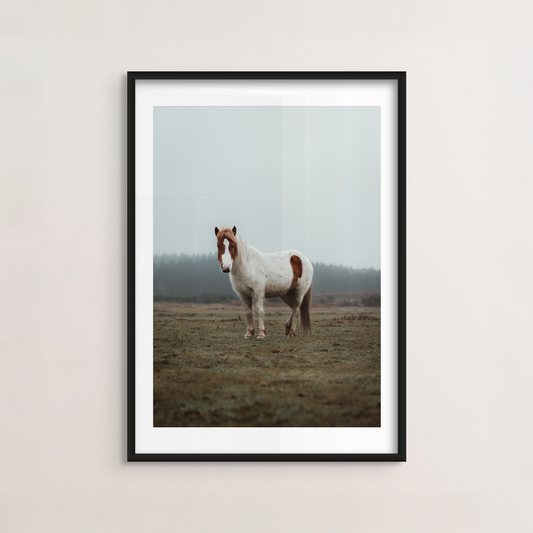 New Forest Pony