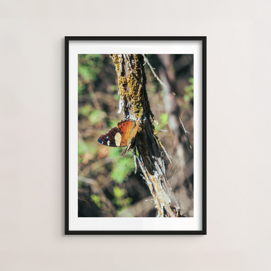 Perch