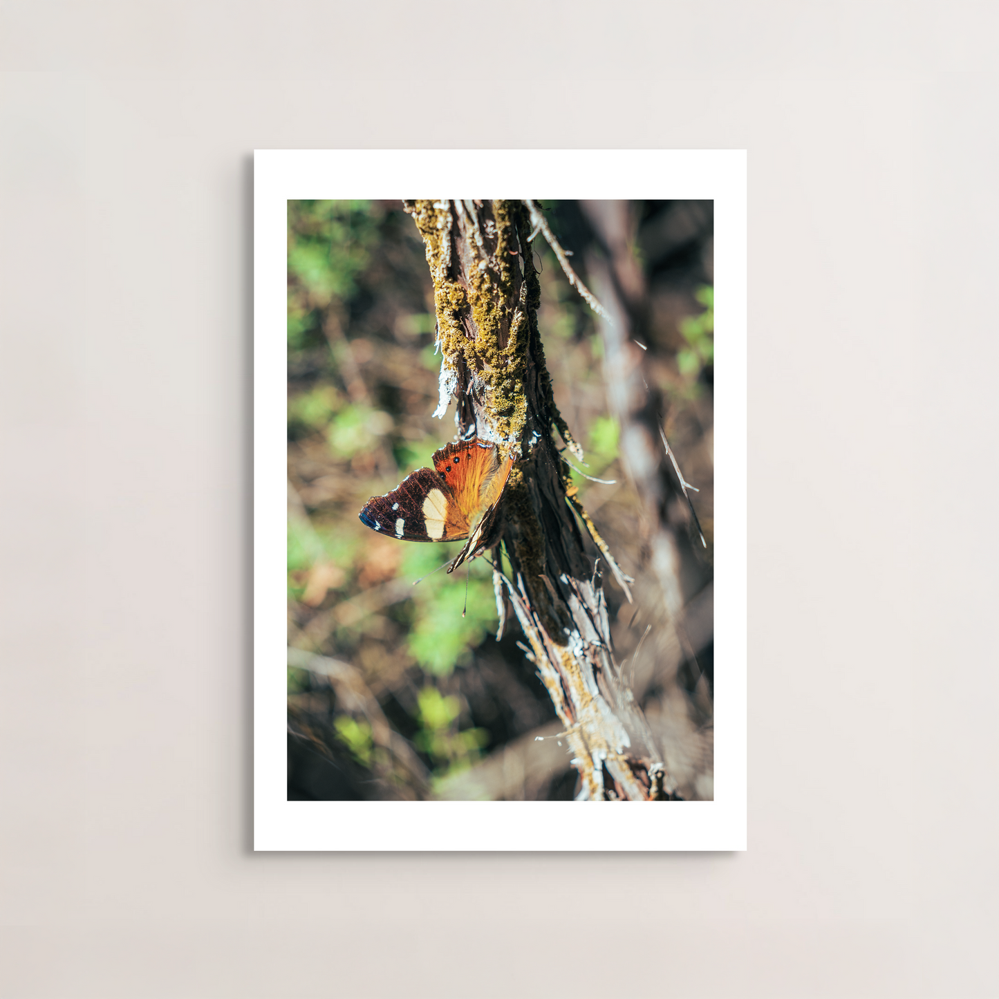 Perch