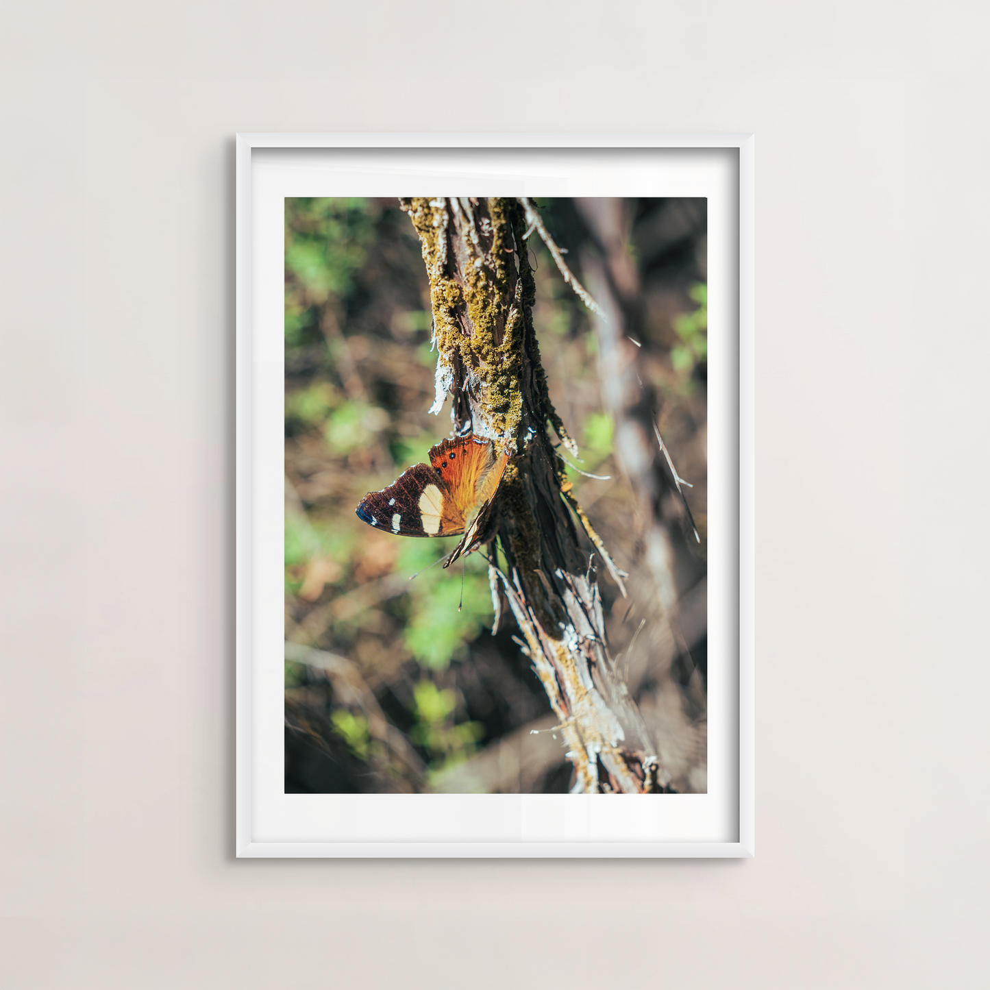 Perch