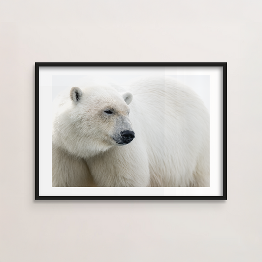 The White Bear