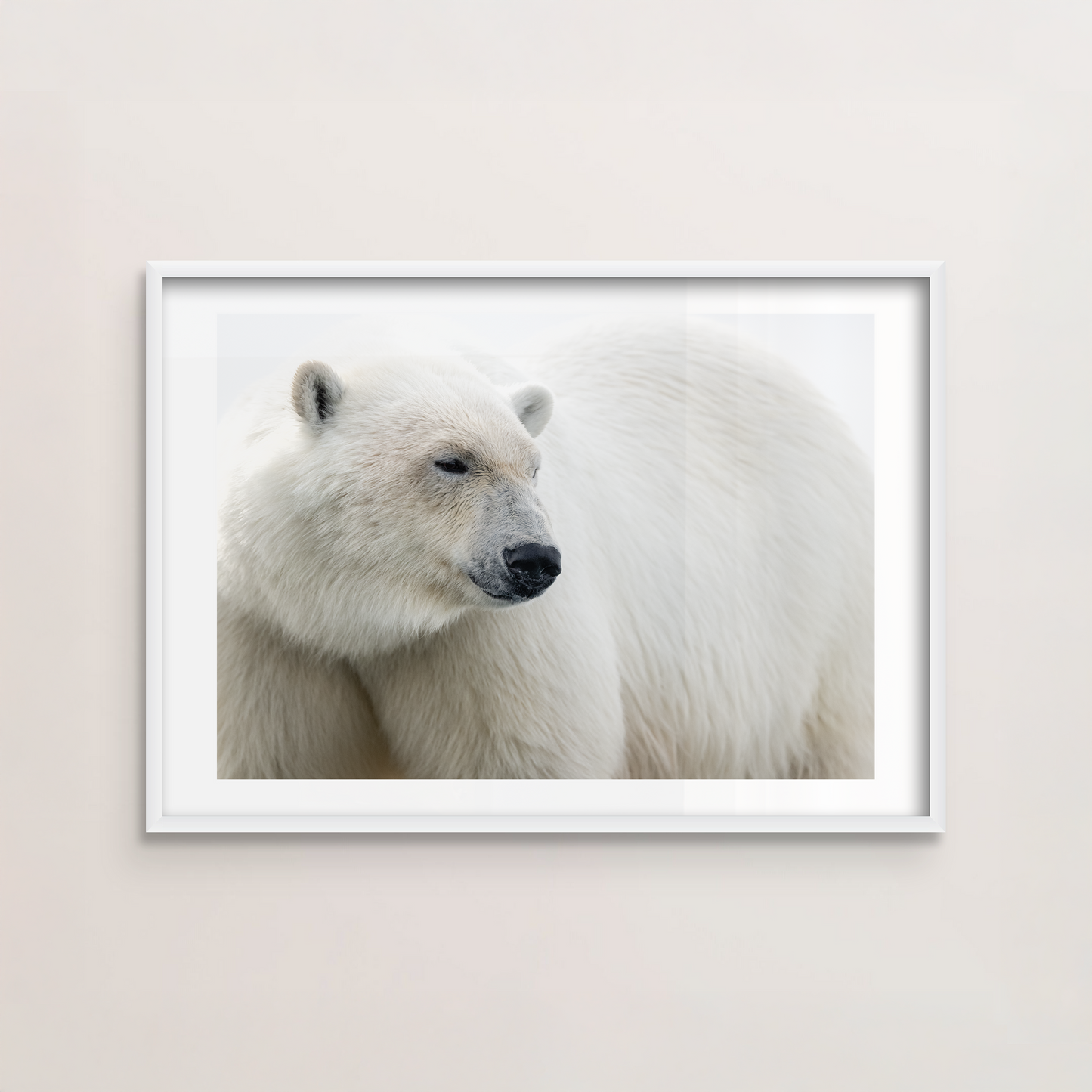 The White Bear