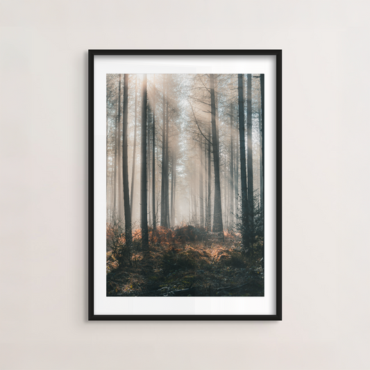 Woodland Serenity