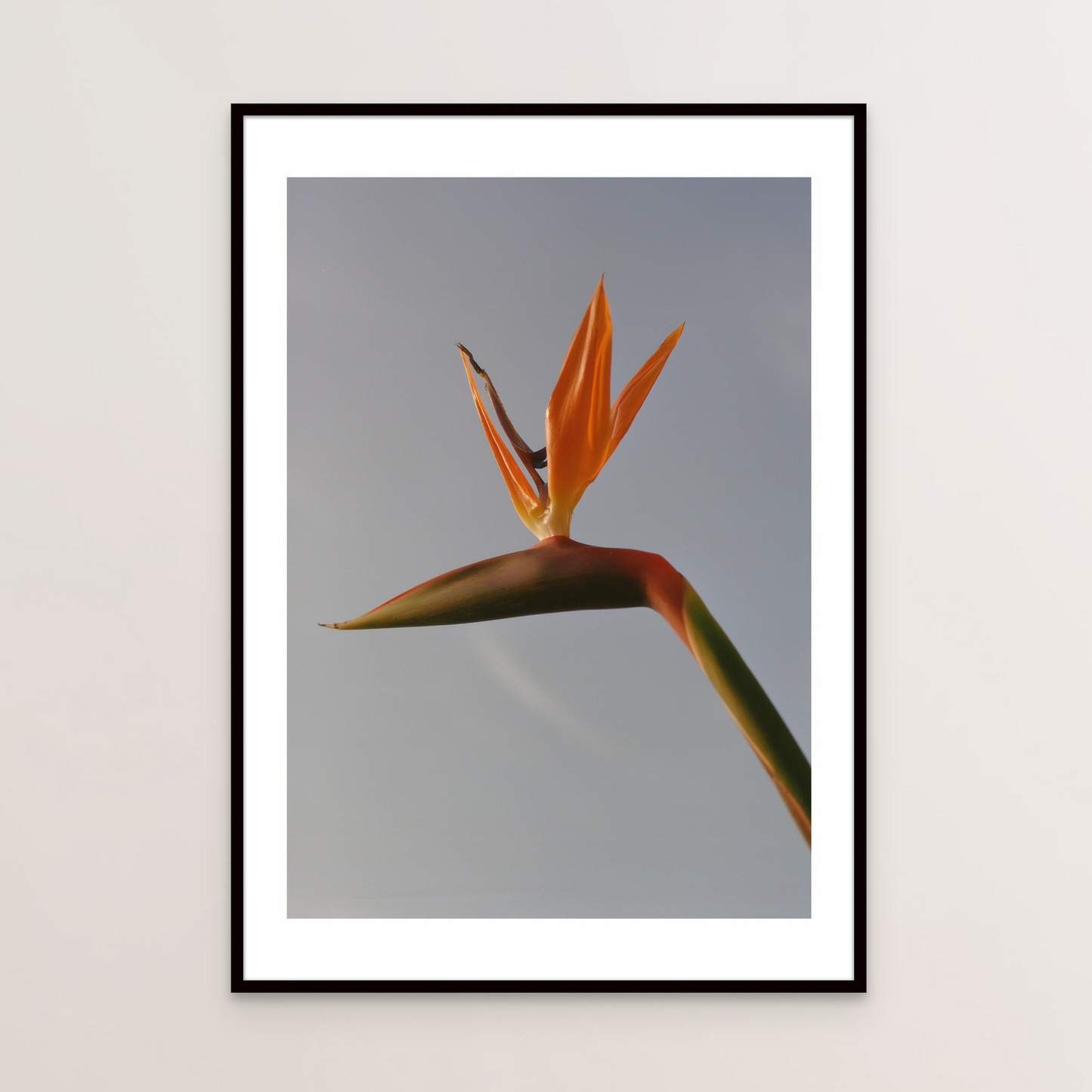 Bird of Paradise I