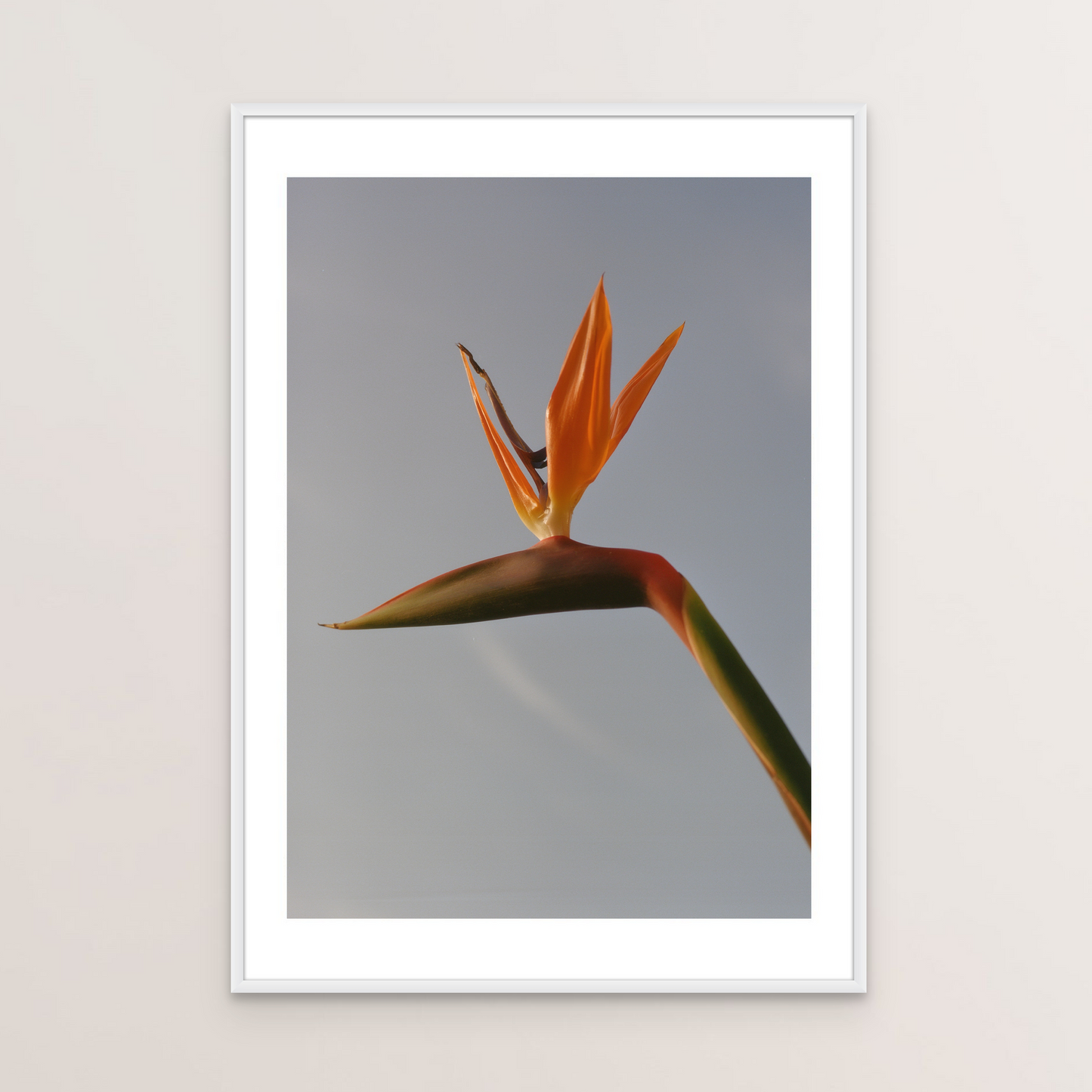 Bird of Paradise I