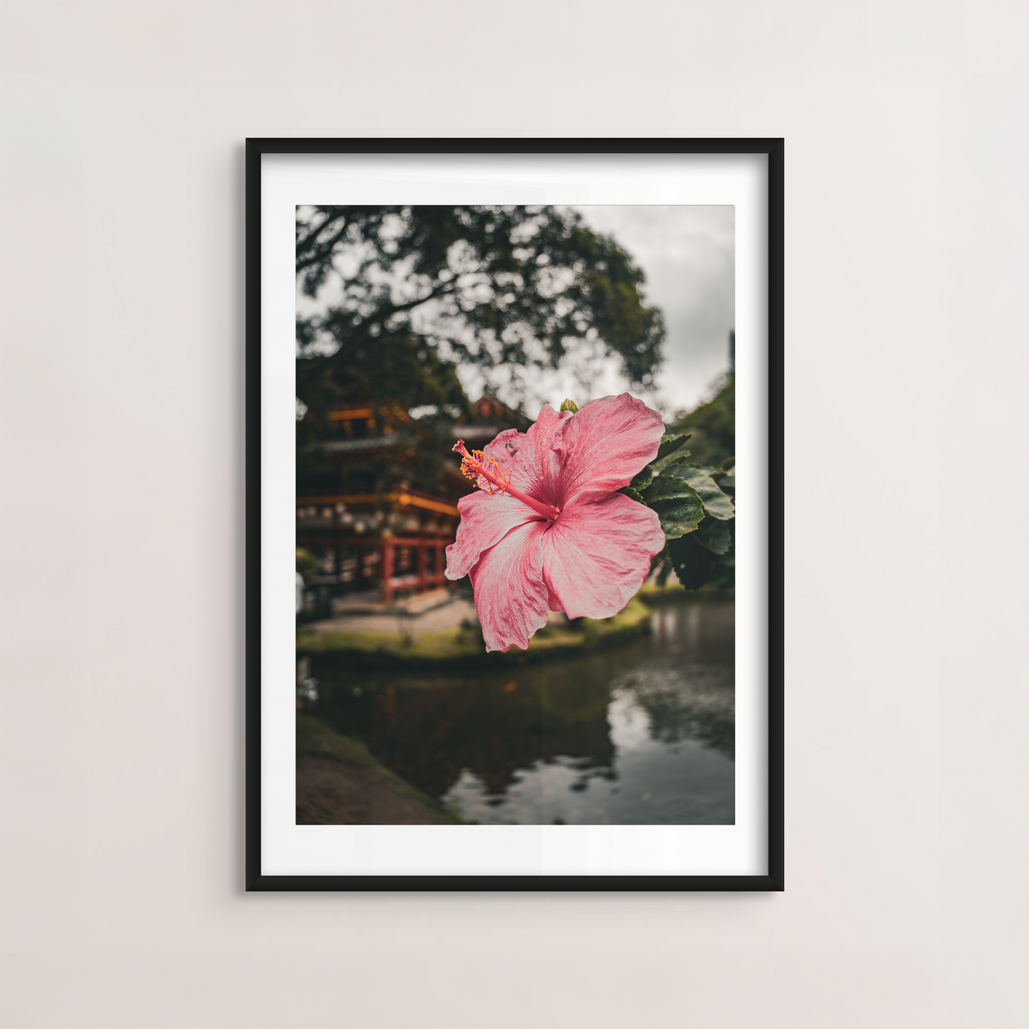 Hibiscus