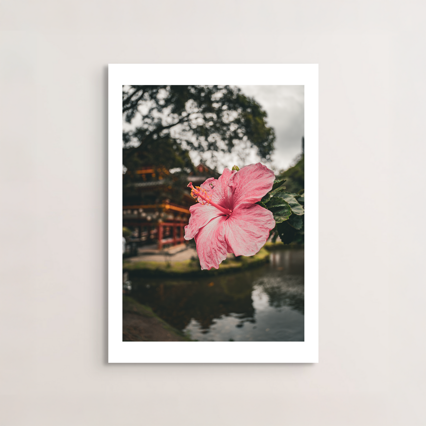 Hibiscus