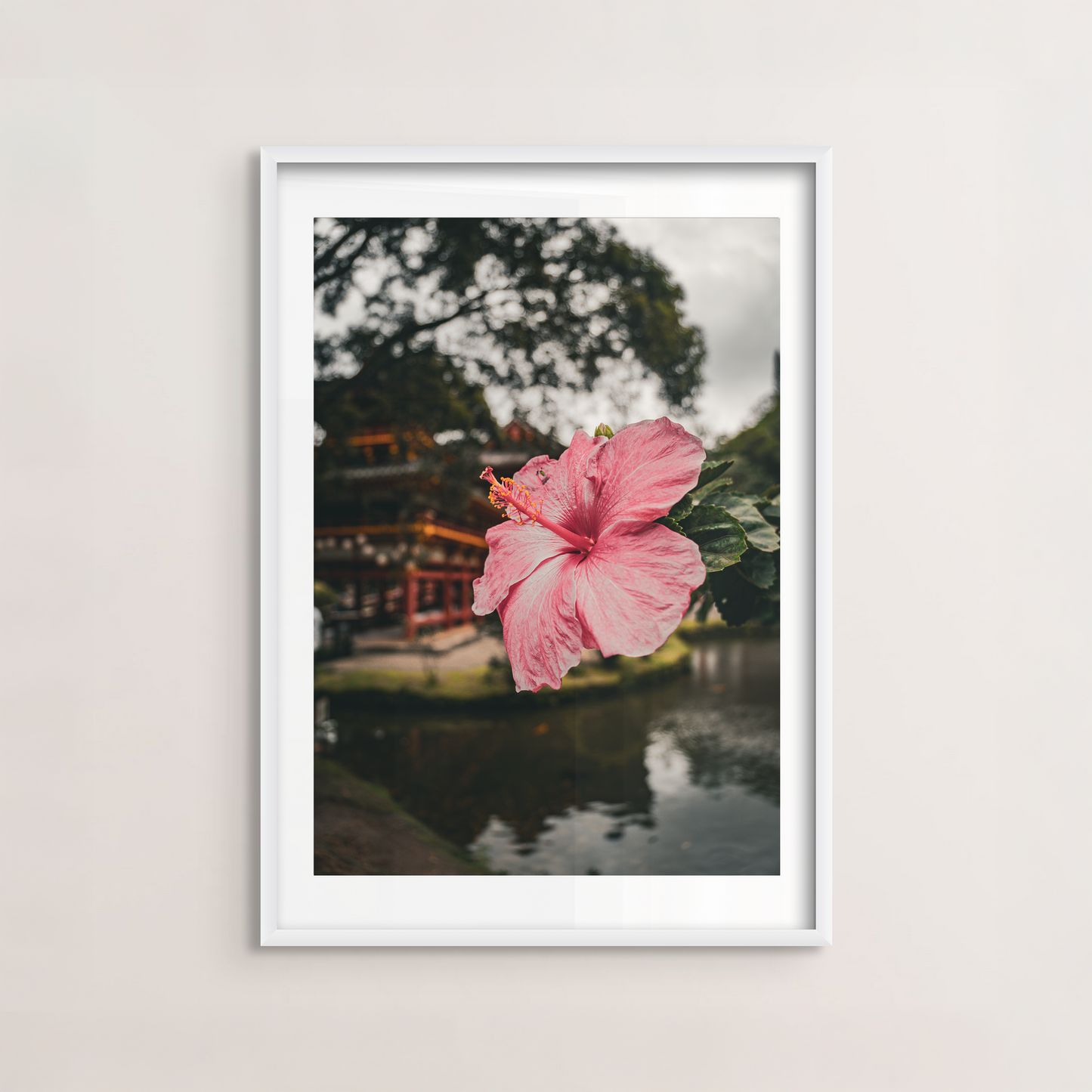 Hibiscus