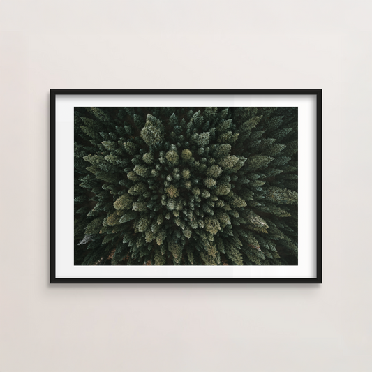 Trees From Above