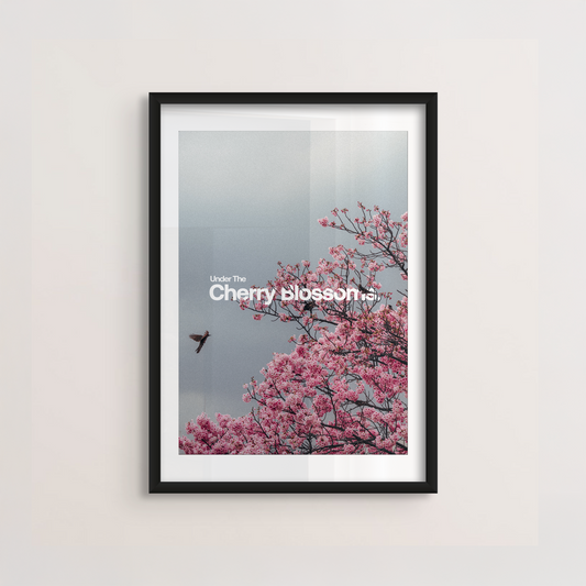 Cherry Blossoms Poster