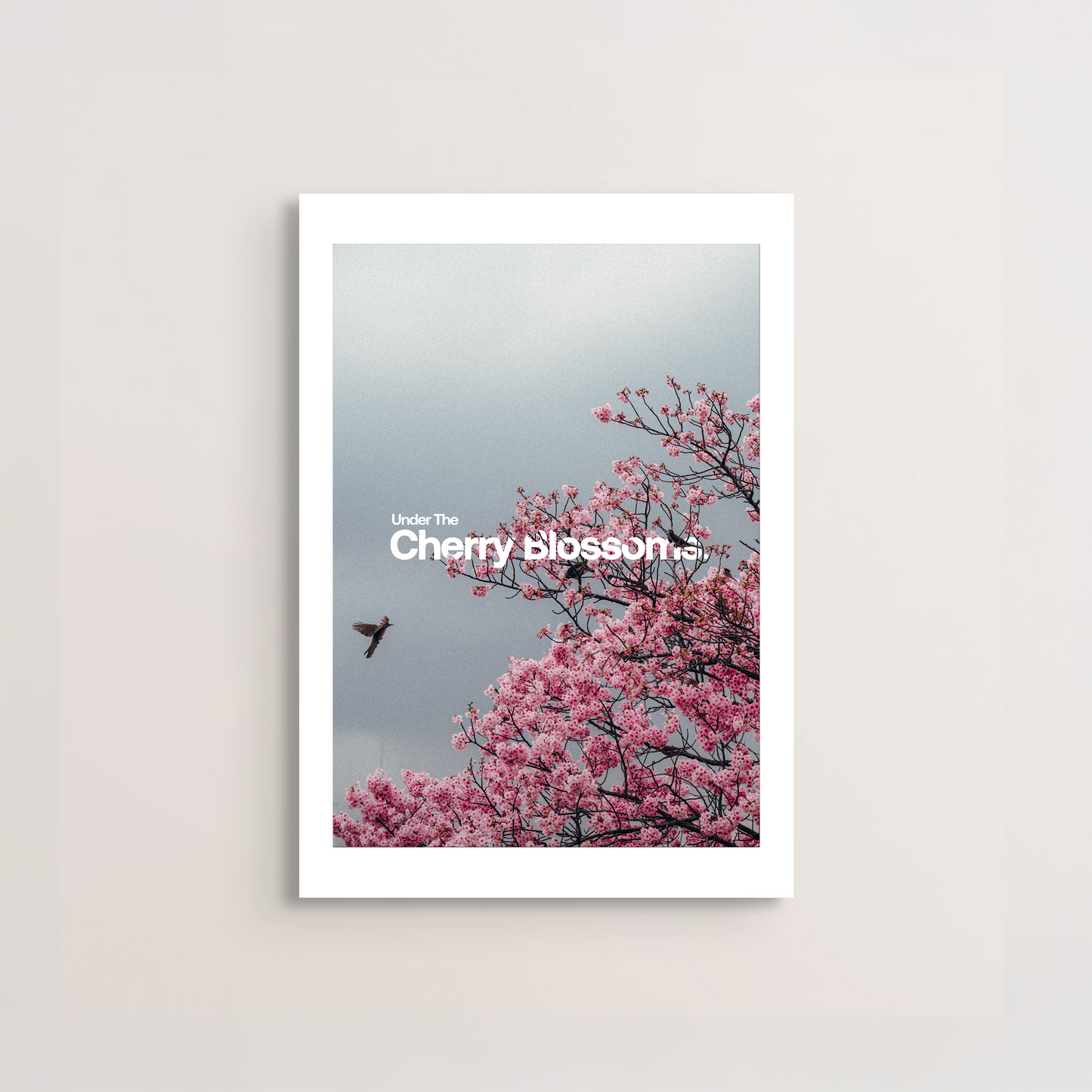 Cherry Blossoms Poster