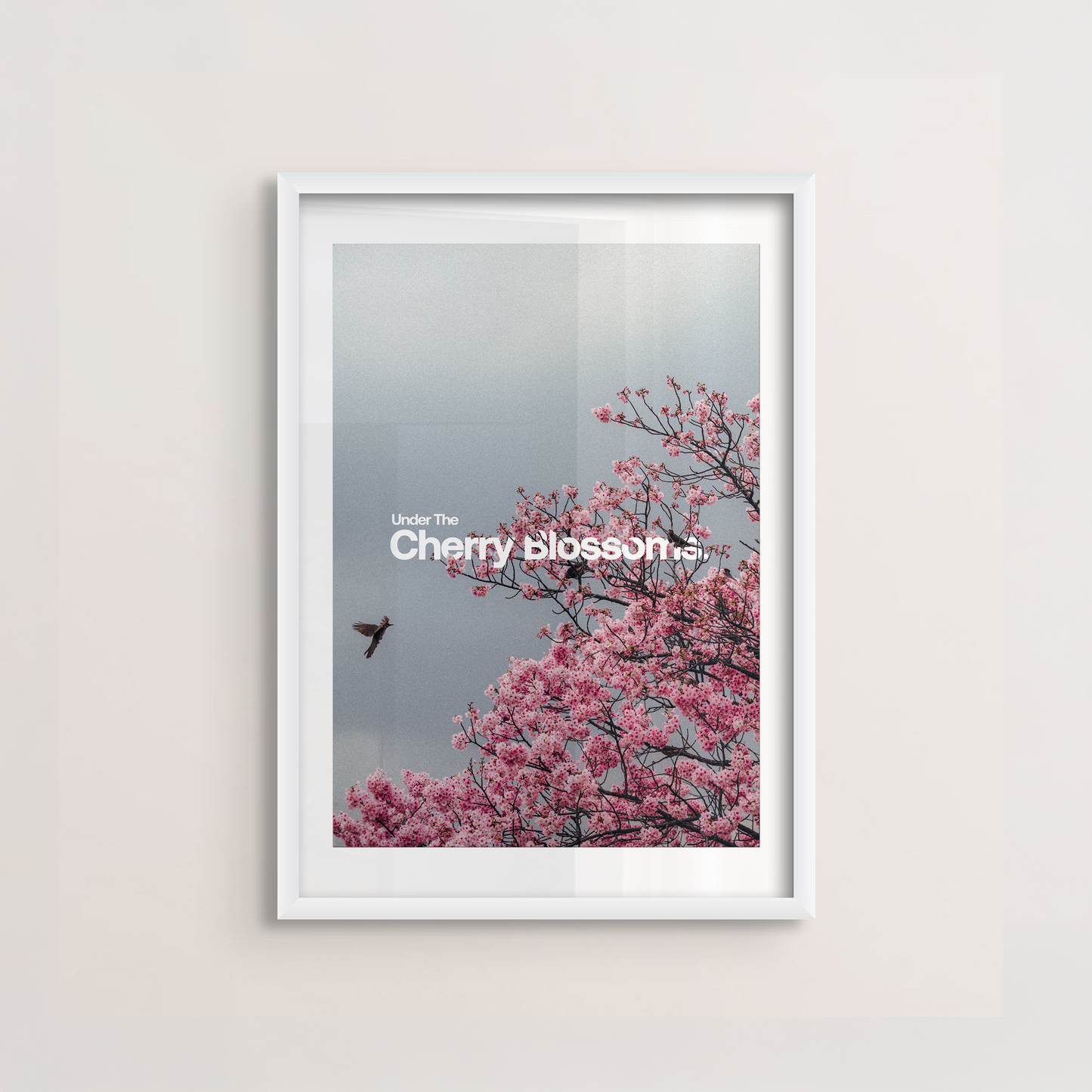 Cherry Blossoms Poster