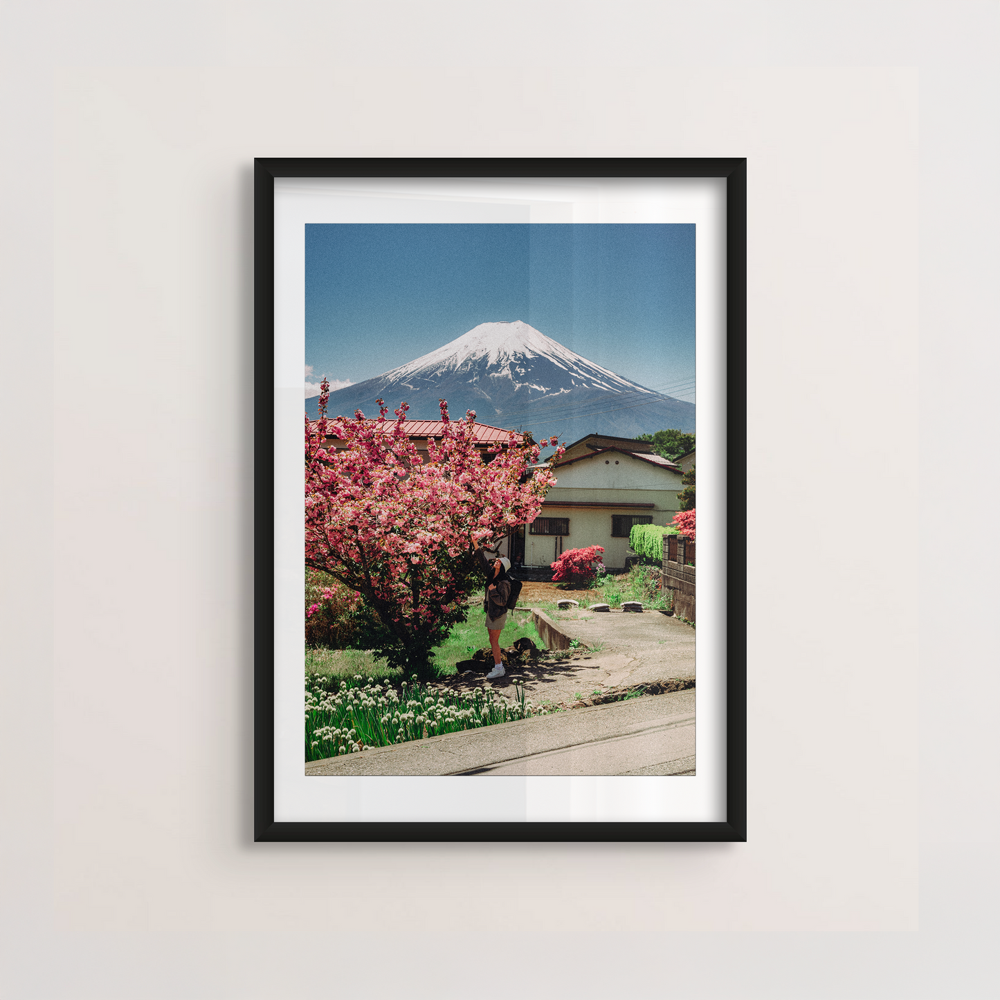 Fuji Cherry Blossom