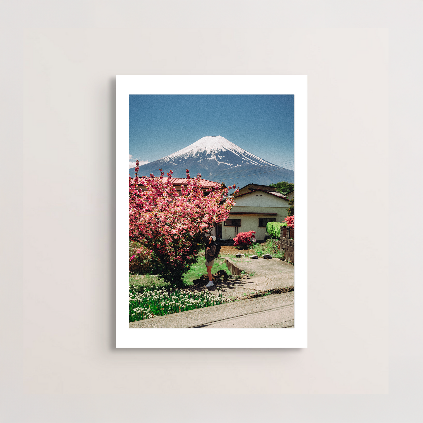 Fuji Cherry Blossom