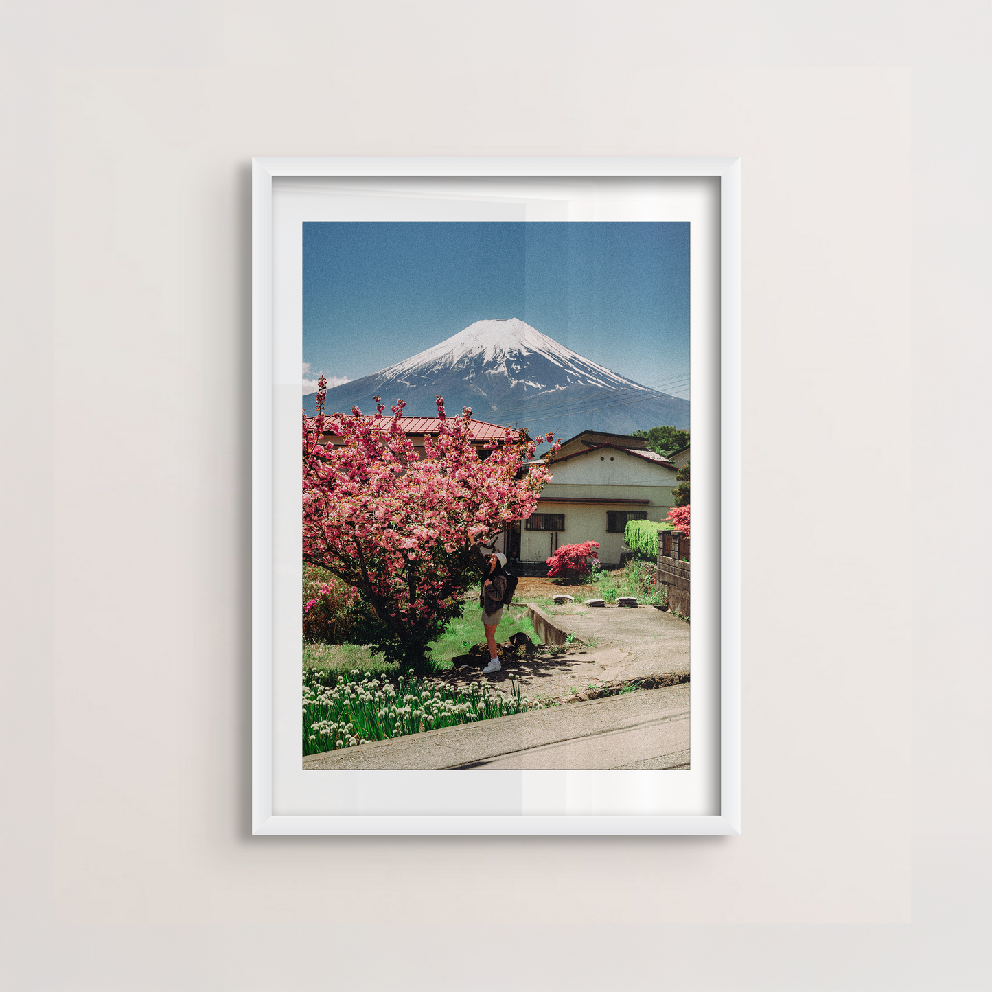 Fuji Cherry Blossom