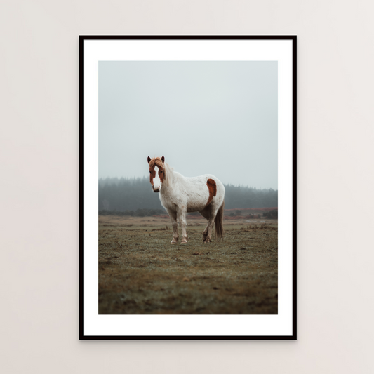 New Forest Pony