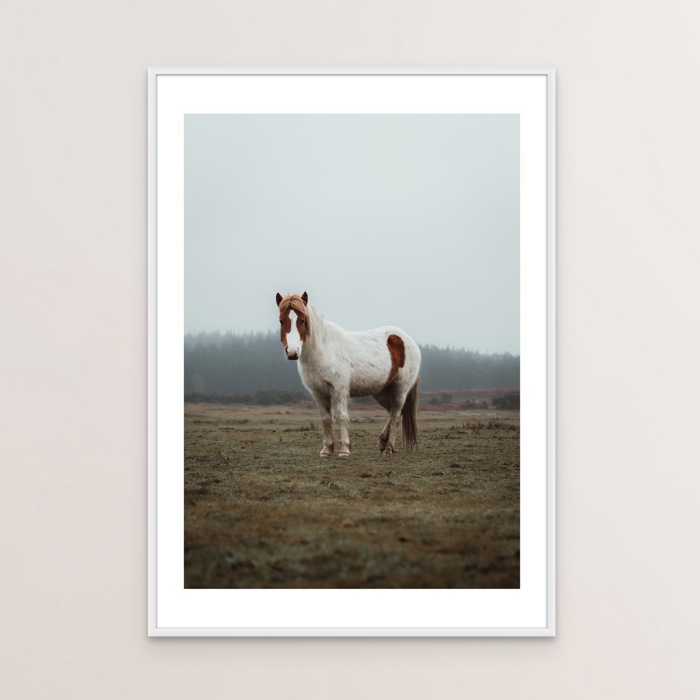 New Forest Pony